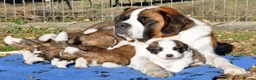 Saint Bernard dogs for sale: Little Nap-Time Buddies with Big Hearts in Huddersfield - Advert 8