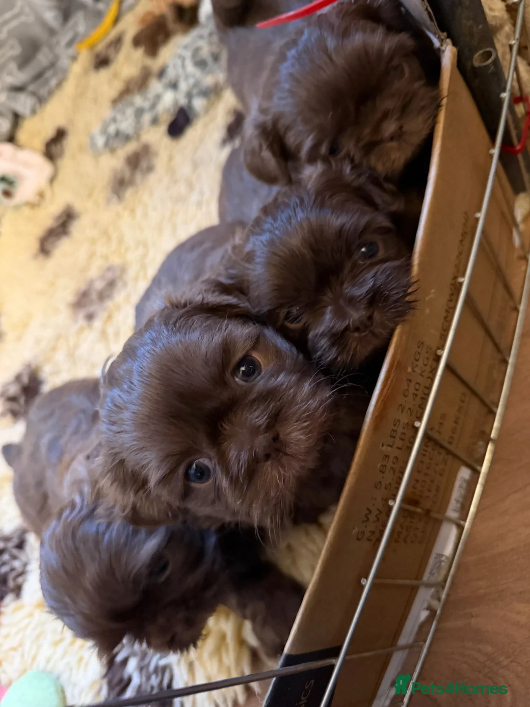 Shih Tzu dogs for sale: Adorable lavender & chocolate Shih Tzu puppies  - Advert 17