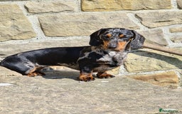 Miniature Dachshund dogs for sale: Smooth haired miniature dachshunds  - Image 7