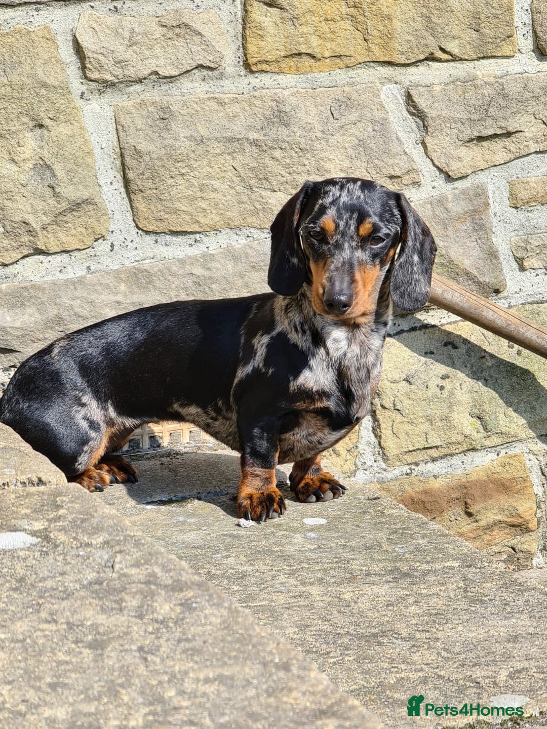 Miniature Dachshund dogs for sale: Smooth haired miniature dachshunds  - Image 7