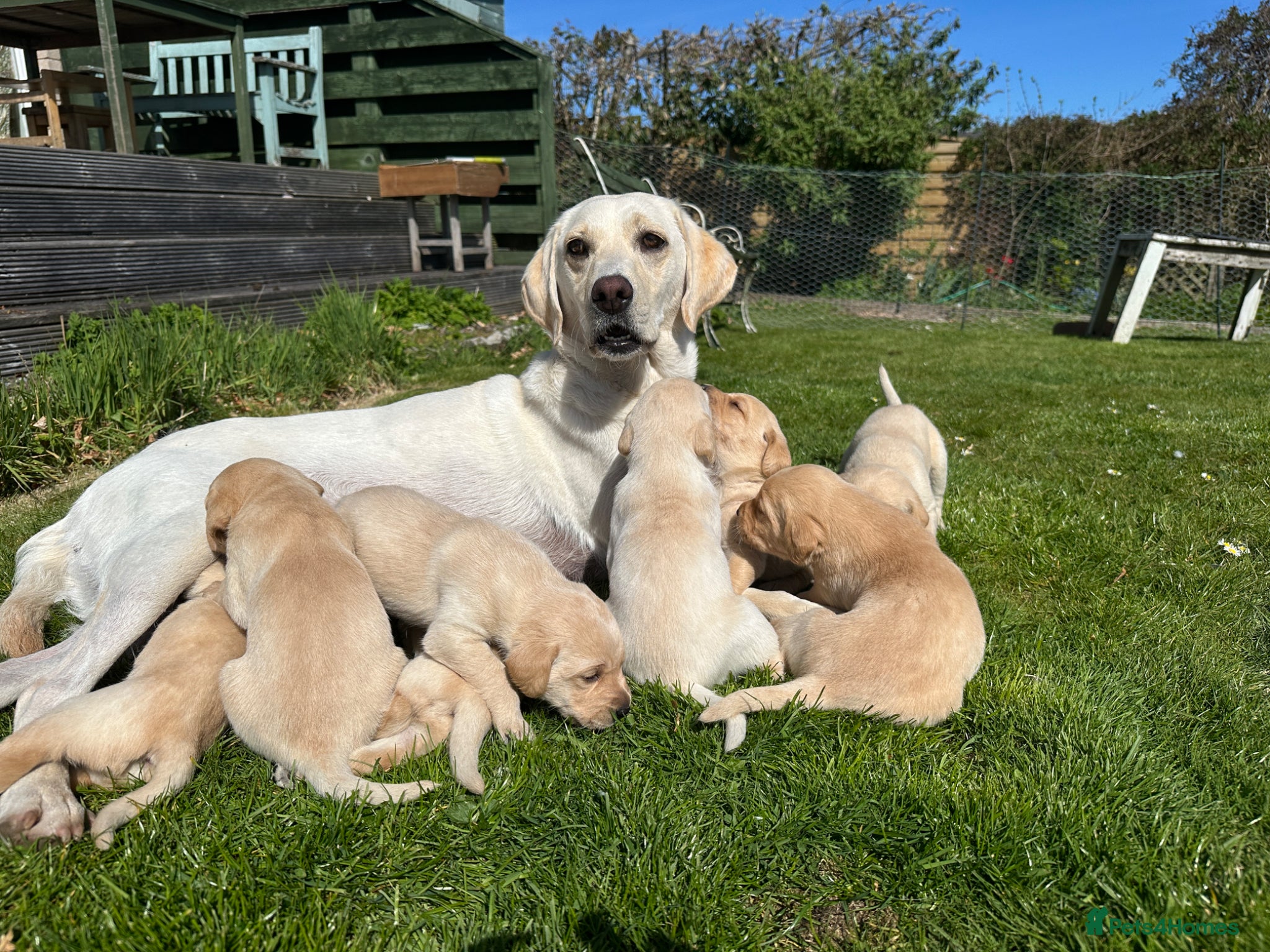 Labrador Retriever dogs Labrador puppies - Advert 1