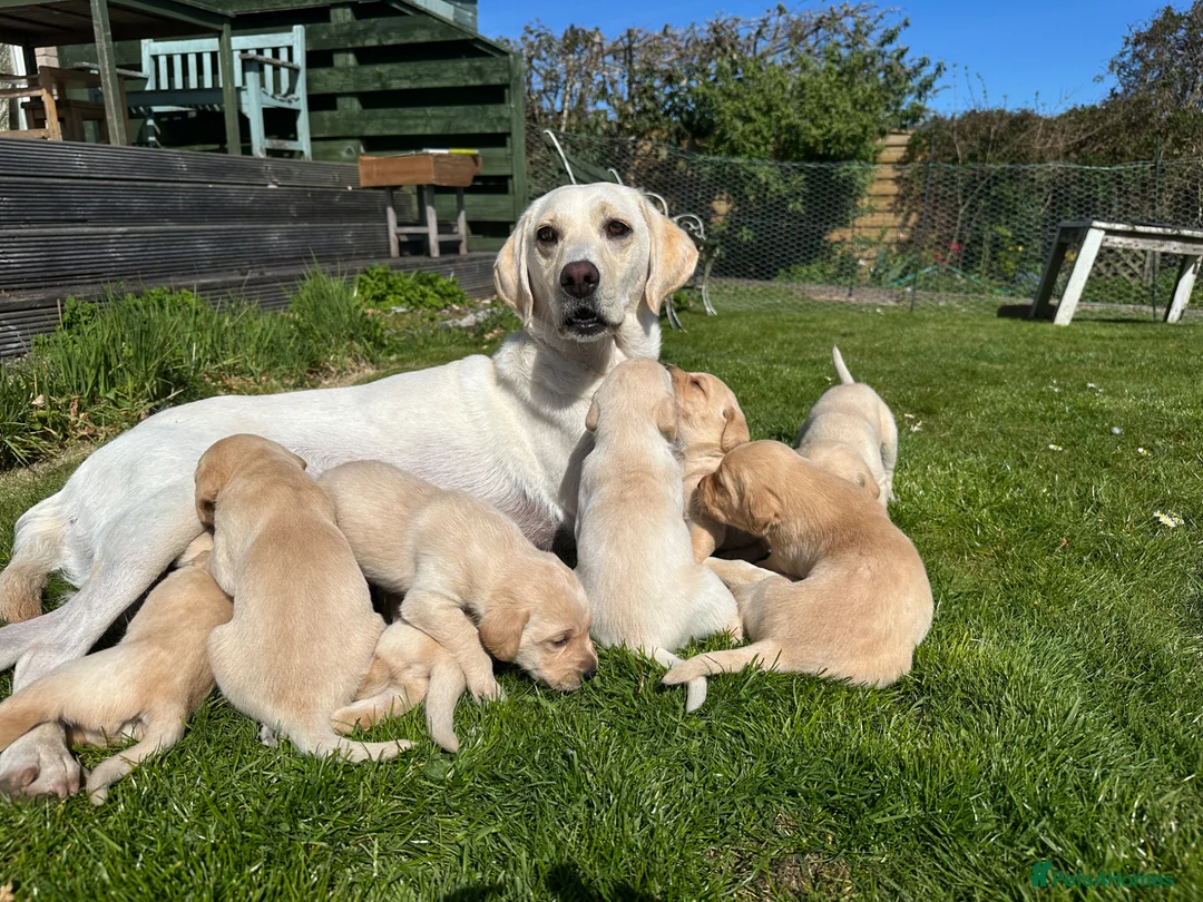 Labrador Retriever dogs for sale: Labrador puppies in Crieff - Advert 1