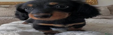 Miniature Dachshund 4