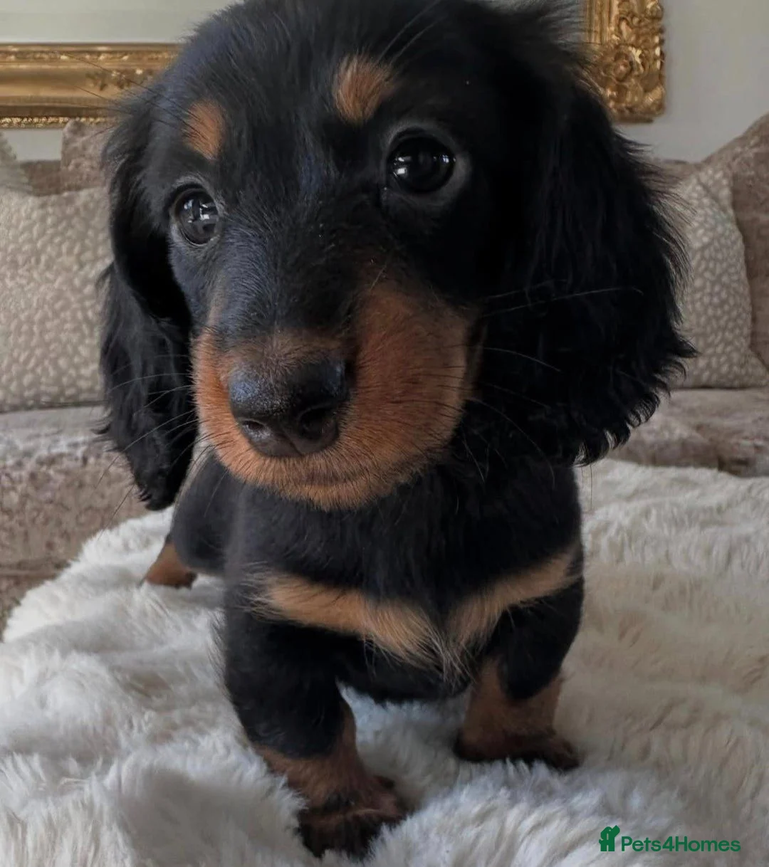 Miniature Dachshund dogs for sale: Miniature Long-Haired Dachshund Puppies in Plymouth - Advert 2