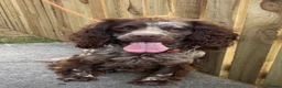 Cocker Spaniel dogs for stud: Chocolate roan cocker spaniel for stud - Advert 5
