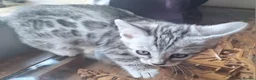 Bengal cats for sale: Bengals rare colours with clouded Leopard pattern - Advert 2