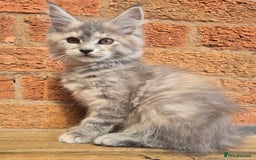 Maine Coon cats for sale: Beautiful Maine Coon kittens - Image 27