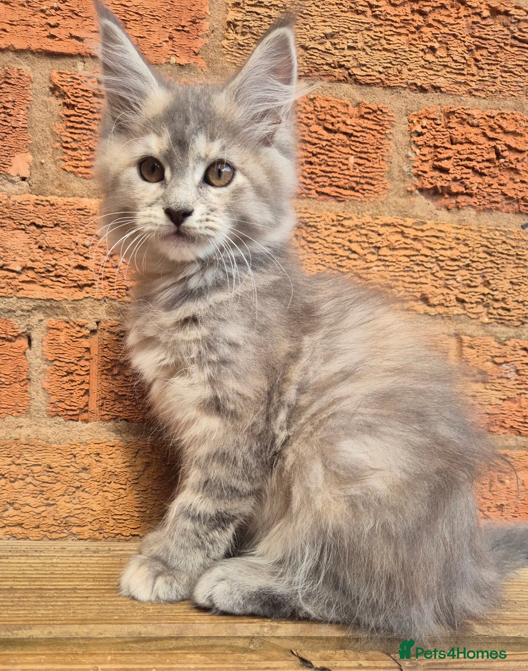 Maine Coon cats for sale: Beautiful Maine Coon kittens - Image 27