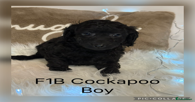 Cockapoo dogs F1B Cockapoo’s  - Advert 9