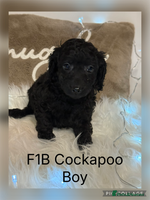 Cockapoo dogs F1B Cockapoo’s - Advert 9