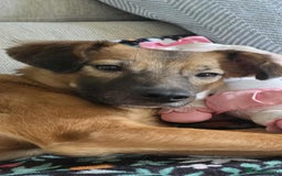 Mixed Breed dogs for adoption: Gorgeous little Lila - Image 13
