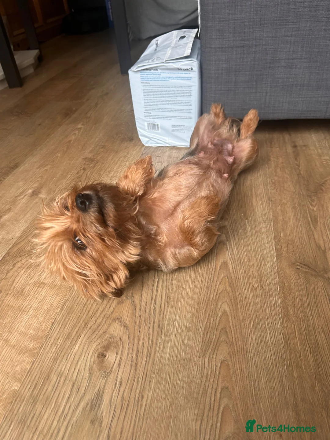 Yorkshire Terrier dogs for sale: Yorkshire terrier puppy girls - Advert 9