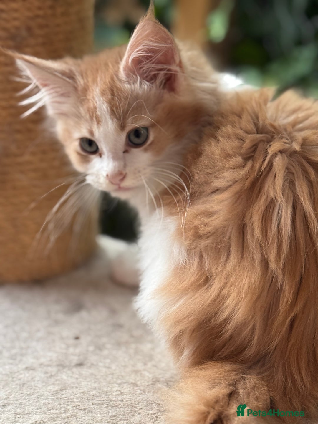 Maine Coon cats for sale: Gorgeous Pedigree Maine Coon Shaded Line Males - Image 5