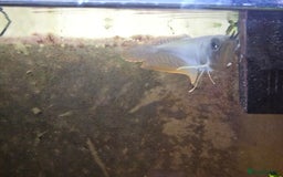 Angelfish fish for sale: arrowana for sale CHEAPEST in Bolton - Image 3