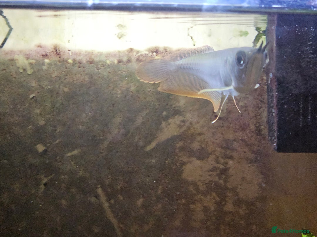 Angelfish fish for sale: arrowana for sale CHEAPEST in Bolton - Image 3