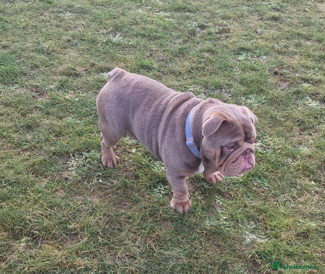 English Bulldog dogs for stud: Beautiful Kc registered English bulldog for stud - Advert 5