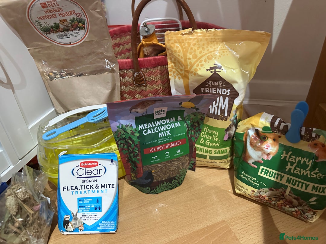 Hamster rodents for sale: Beautiful golden Syrian shorthair hamster Nibbles - Advert 4