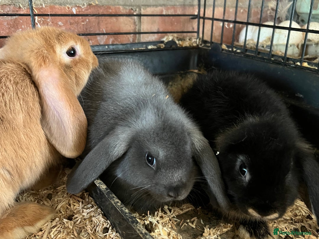 Mini Lop rabbits for sale: Two Mini Lop with Plush Baby Boys - Image 24
