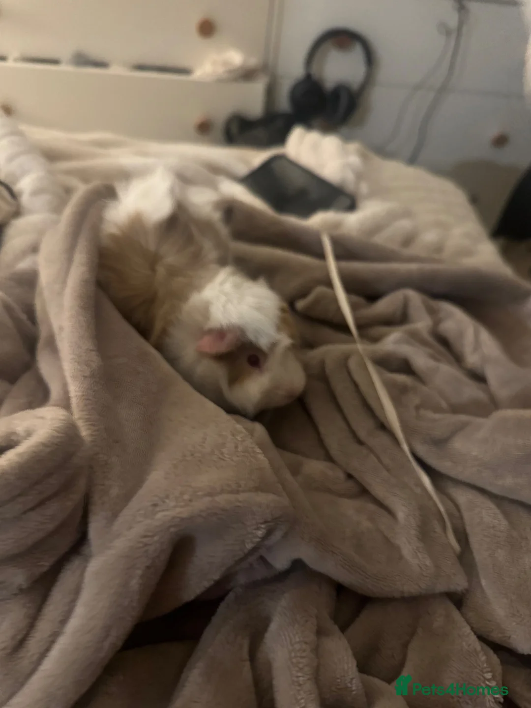 Guinea Pig rodents for sale: 2x bonded male guinea pigs and full enclosure  - Advert 2