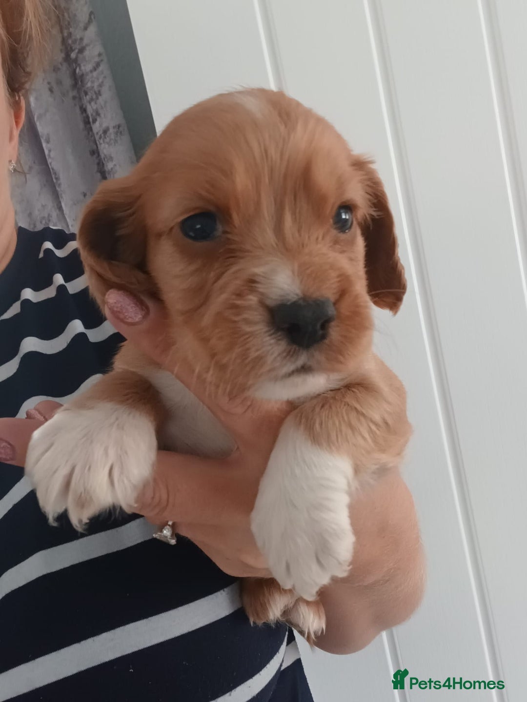 Cocker Spaniel dogs for sale: Kc reg cocker spaniels ready 17th Aug - Image 8