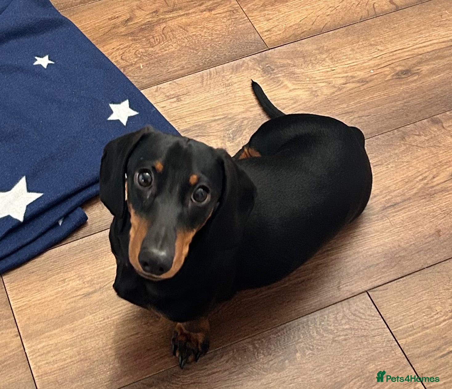 Miniature Dachshund dogs KC Registered Miniature Smooth-Haired Dachshund - Advert 4