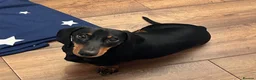 Miniature Dachshund dogs for sale: KC Registered Miniature Smooth-Haired Dachshund - Advert 1