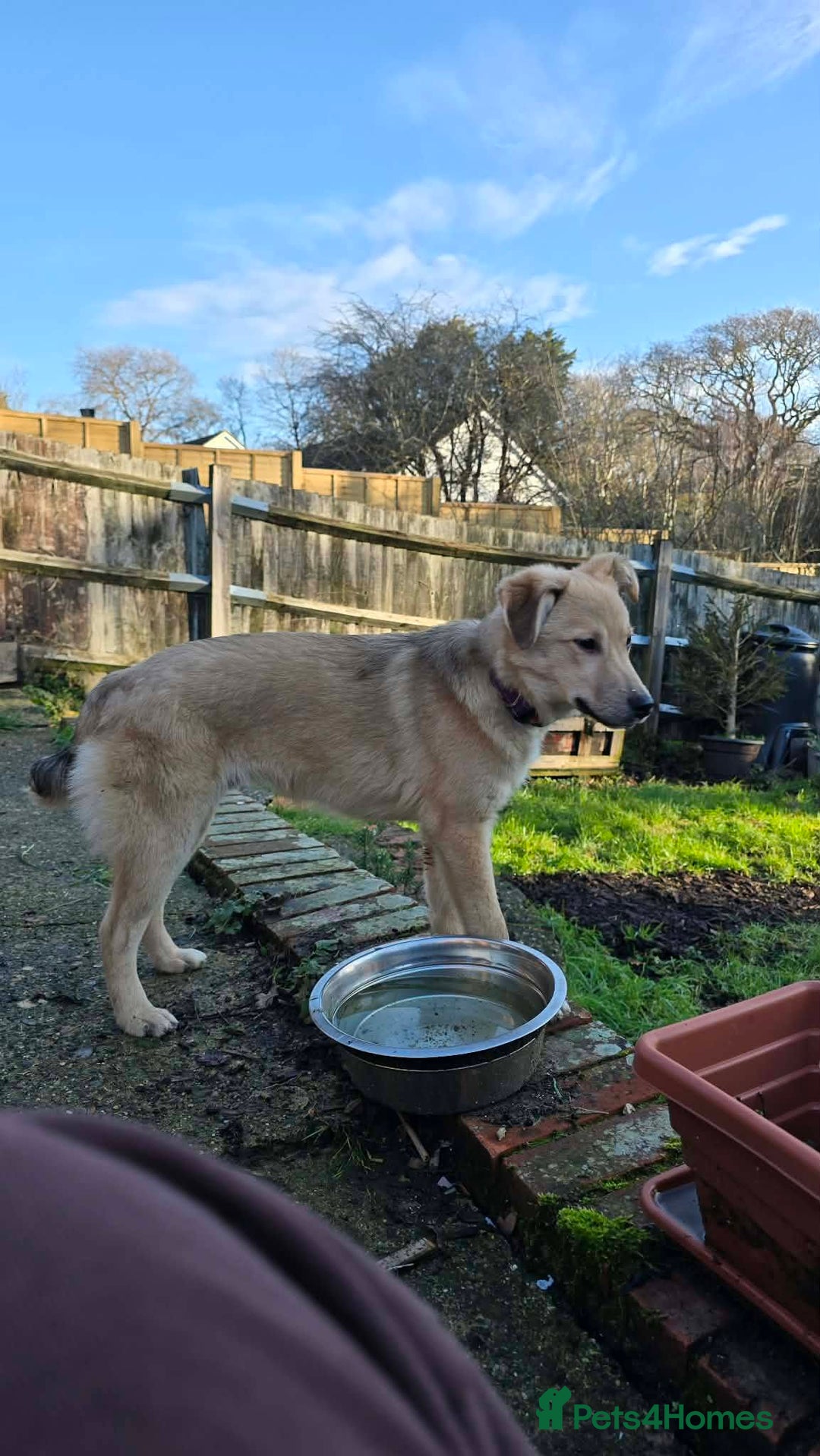 Mixed Breed dogs for adoption: Aramis for adoption - Advert 7