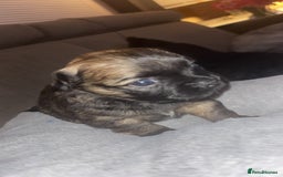 Mixed Breed dogs for sale: Chihuahua x pups  - Image 4