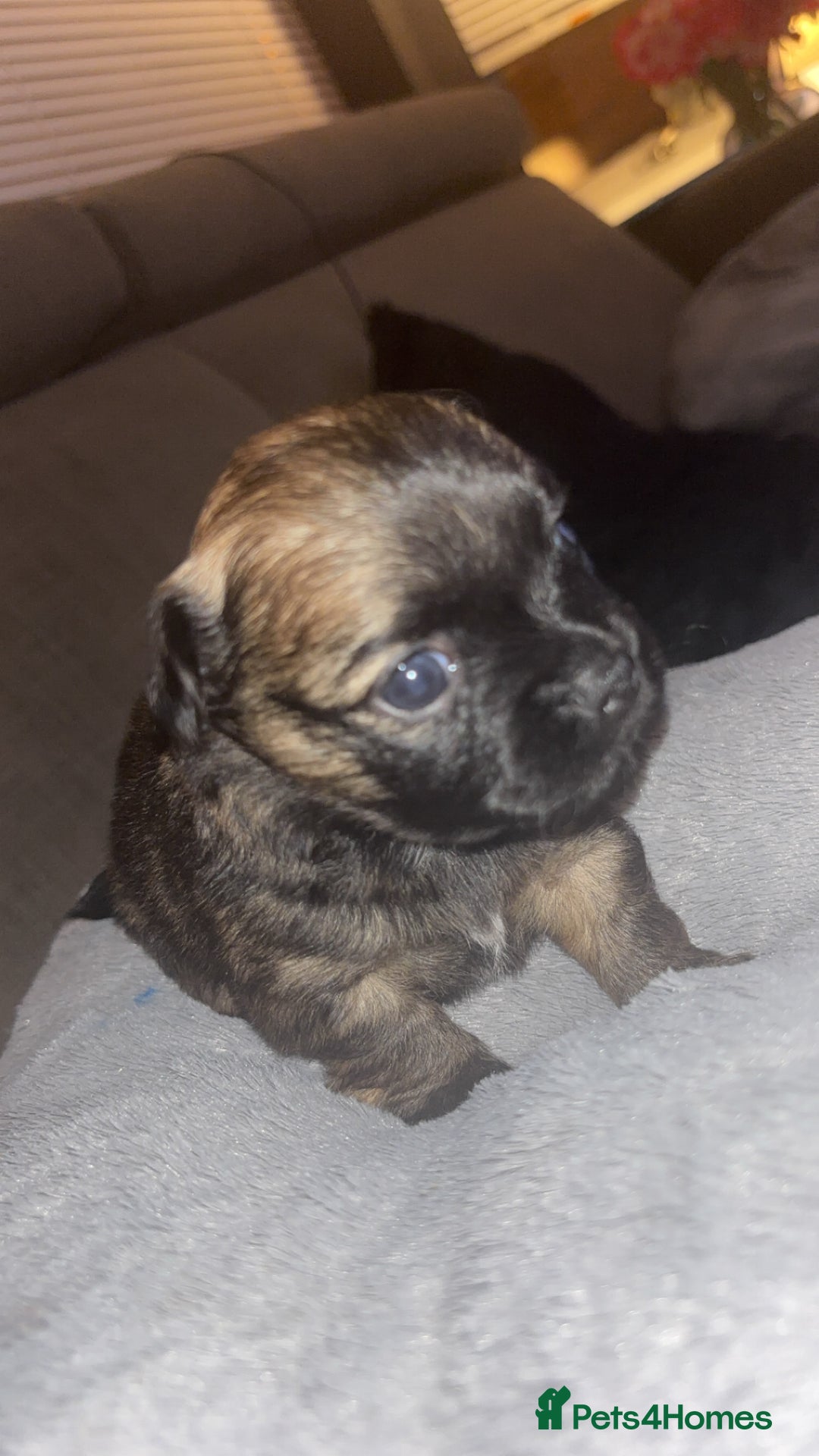 Mixed Breed dogs for sale: Chihuahua x pups  - Image 4