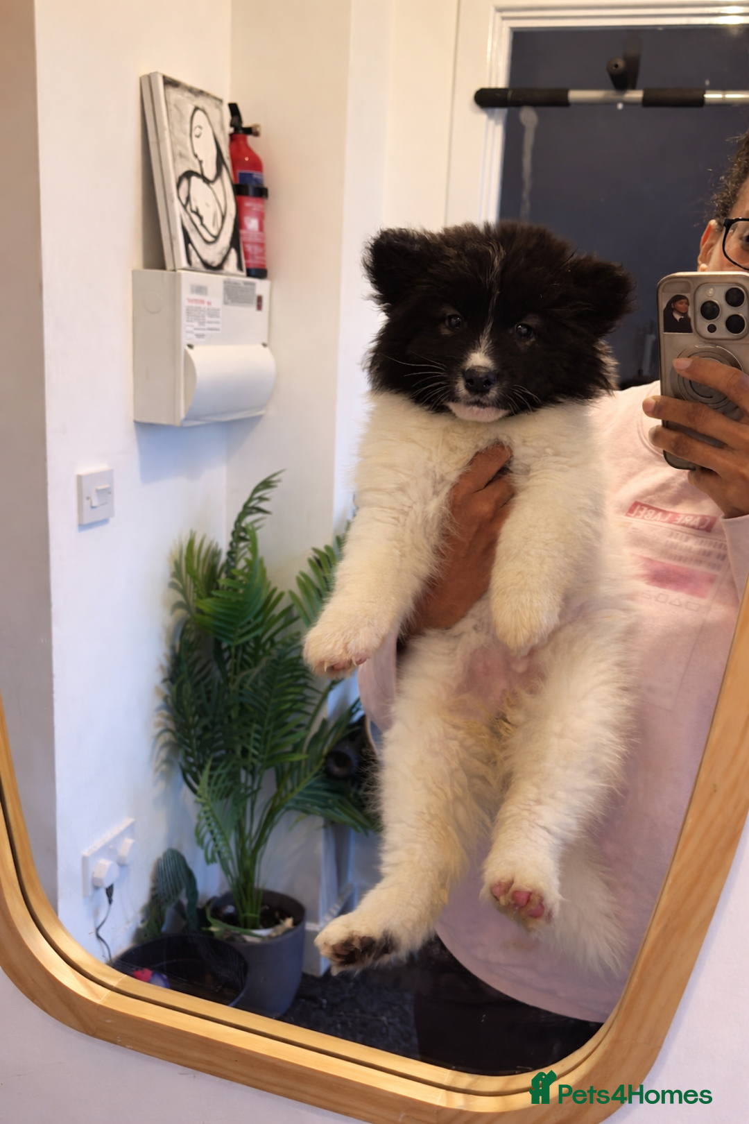 Akita dogs for sale: Quality Family Raised American Akita Puppies - Advert 36