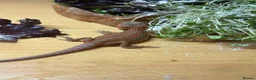 Bearded Dragon reptiles for sale: Stunning baby bearded dragons £100 ONO  - Advert 7