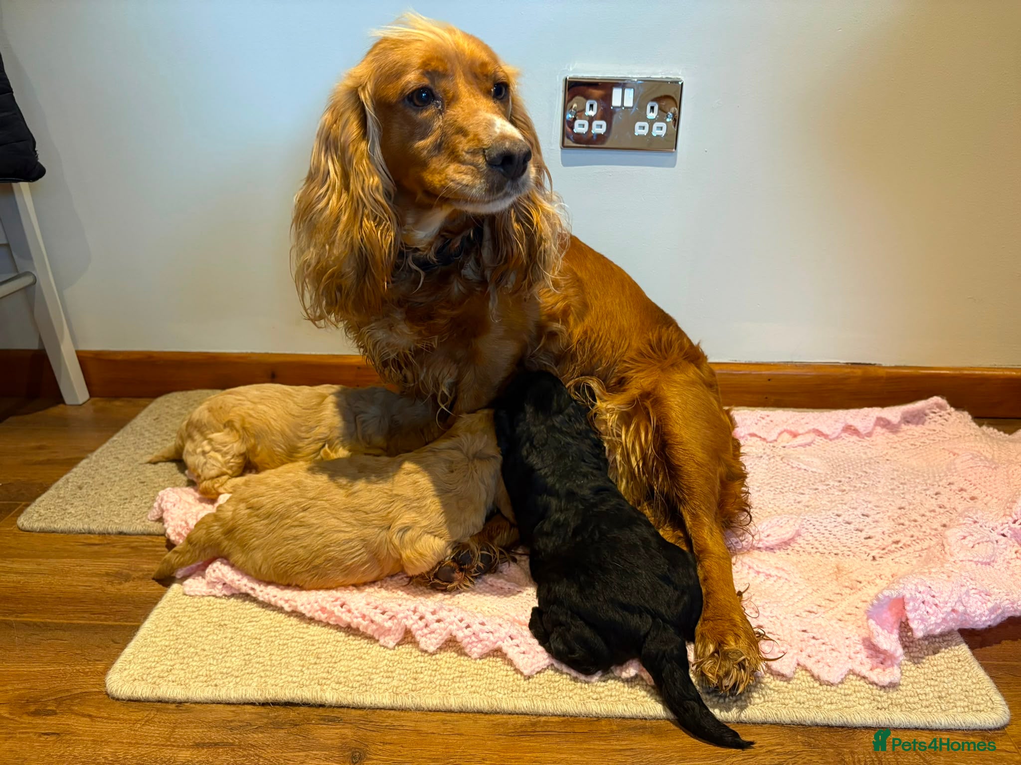 Cockapoo dogs Beutiful f1 cockapoo puppies - Advert 6