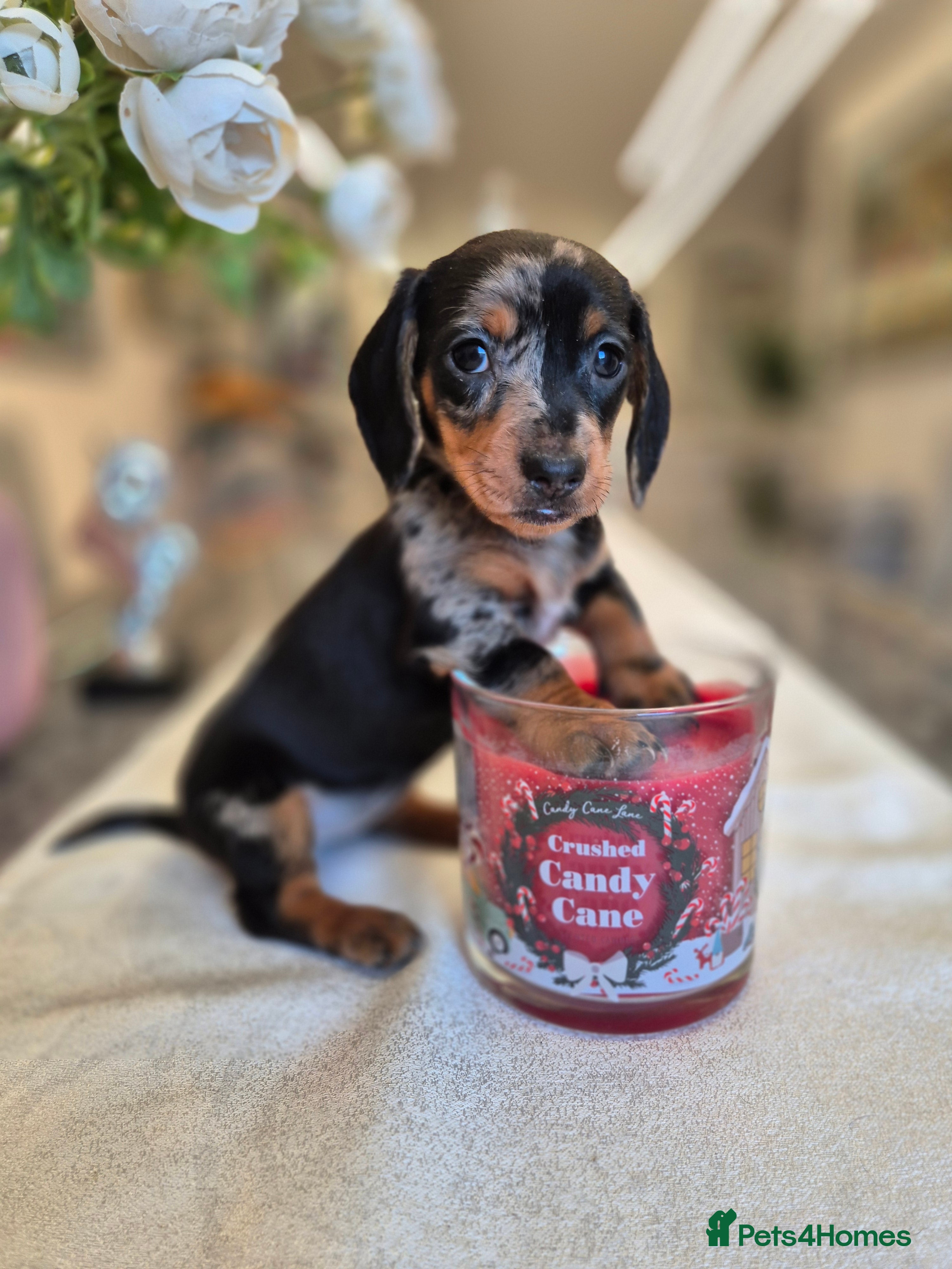 Dachshund dogs 💙Miniature Dachshund puppies! First litter!🩷  - Advert 3