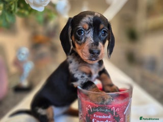 Dachshund dogs 💙Miniature Dachshund puppies! First litter!🩷 - Advert 12