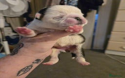 Pug dogs for sale: 1 female panda pug  - Image 8