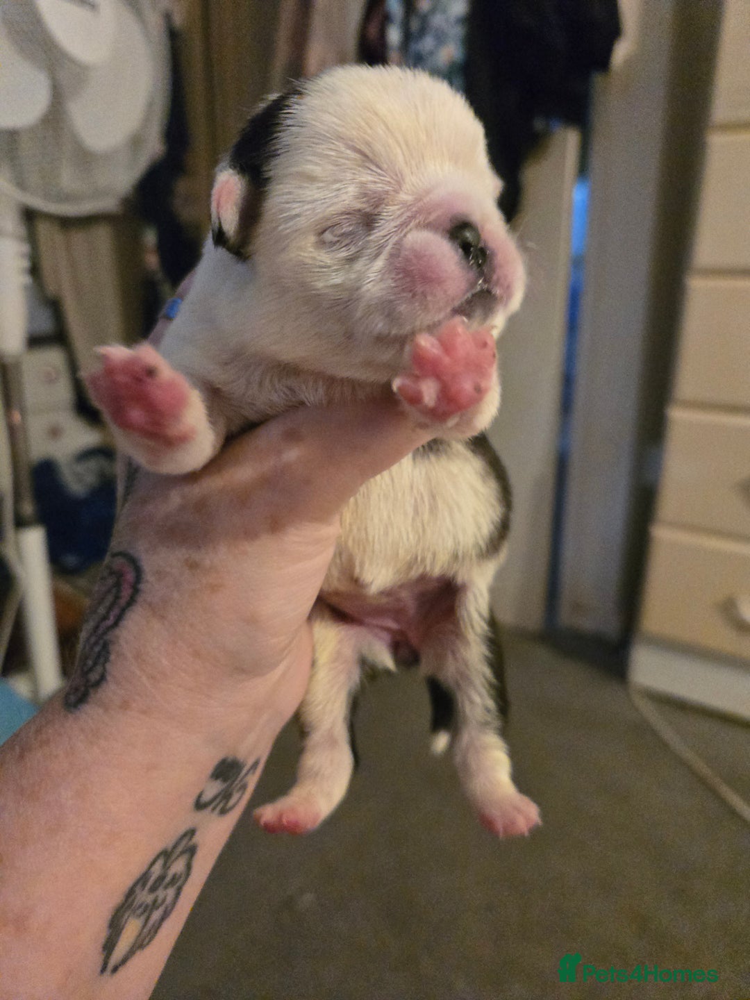 Pug dogs for sale: 1 female panda pug  - Image 8