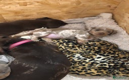 Dachshund dogs for sale: AMAZING dachshund puppys - Image 3