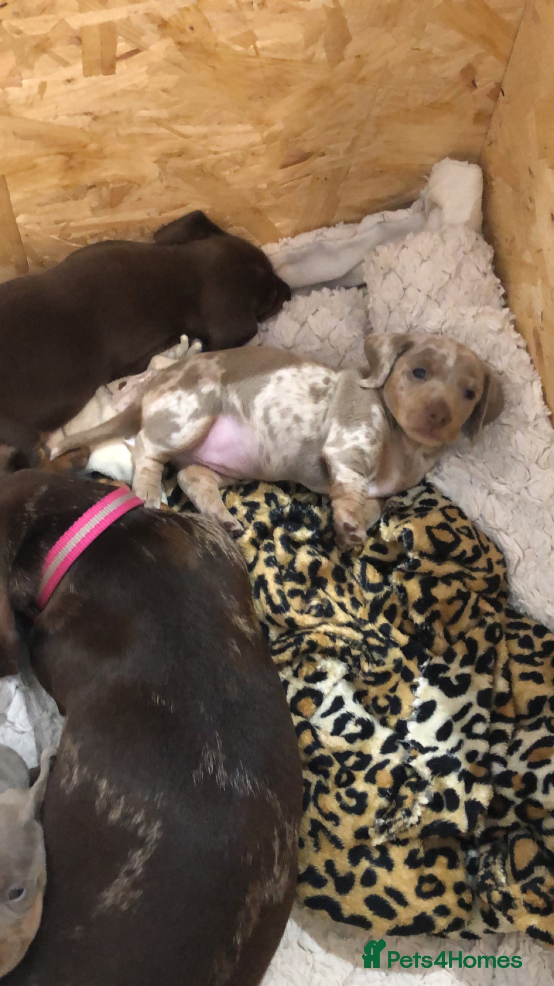 Dachshund dogs for sale: AMAZING dachshund puppys - Image 3