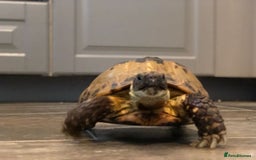 Tortoise reptiles for sale: Horsefield Tortoise and set up - Image 2