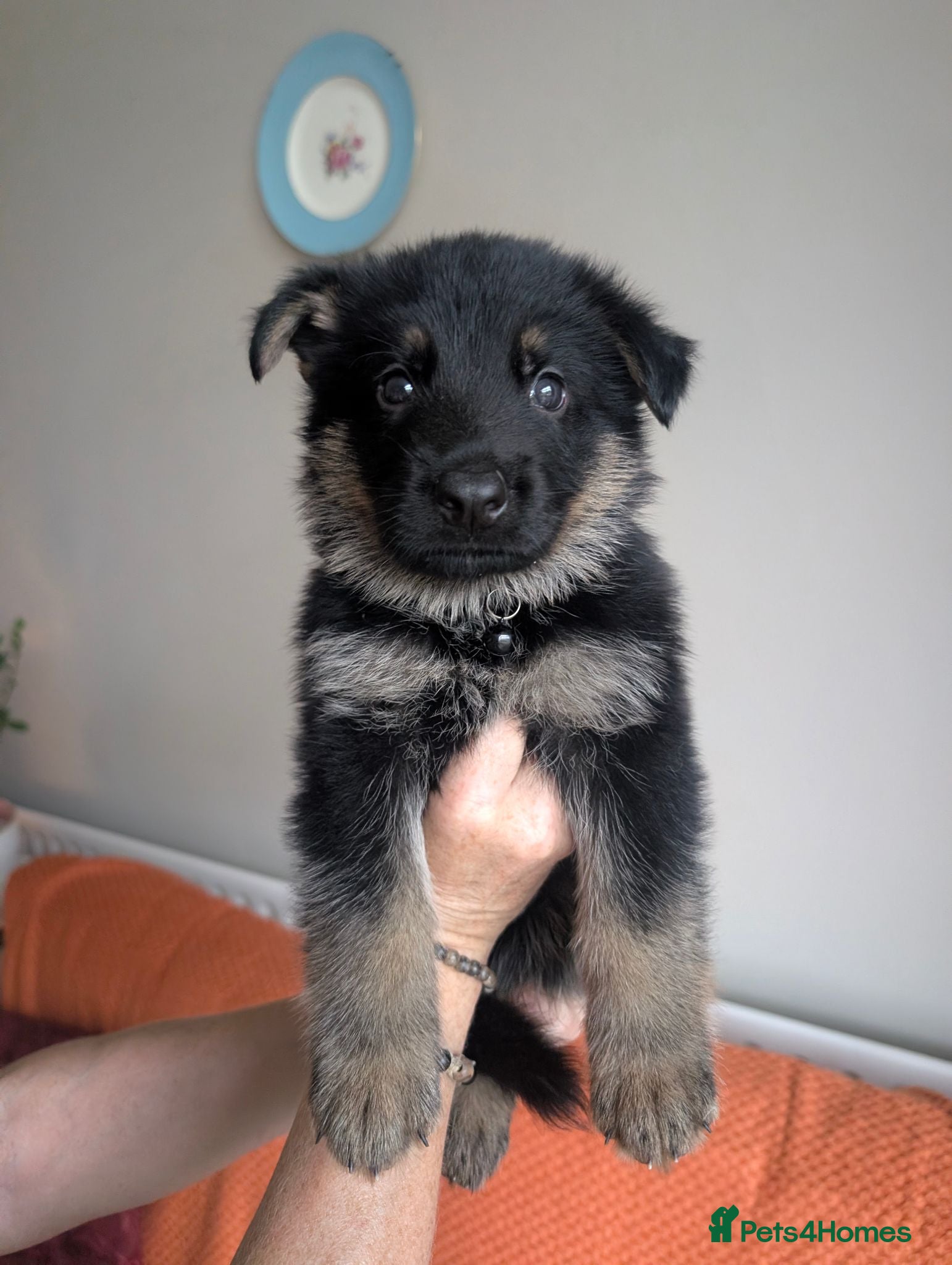 German Shepherd dogs 11 Beautiful German Shepherd Pups - Advert 1