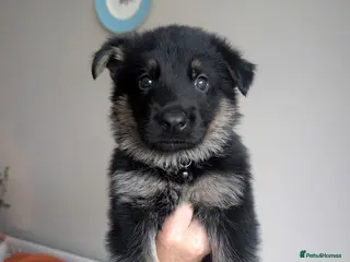 German Shepherd dogs 11 Beautiful German Shepherd Pups - Advert 1