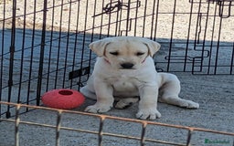 Labrador Retriever dogs for sale: KC Labrador puppies #READY TO LEAVE# - Image 5