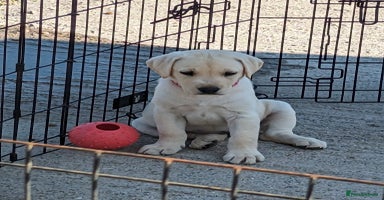 Labrador Retriever dogs - Advert 1