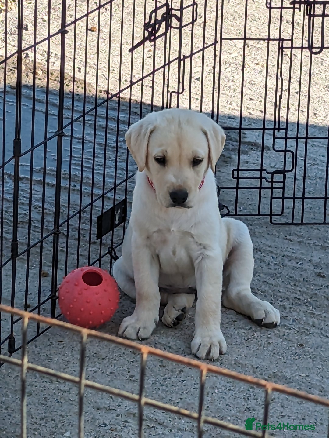 Labrador Retriever dogs for sale: KC Labrador puppies #READY TO LEAVE# - Image 5