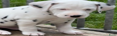 Dalmatian Puppy 4
