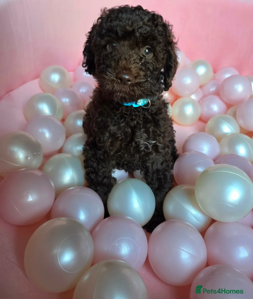 Sproodle dogs for sale: Beautiful Sproodle pups - Advert 18