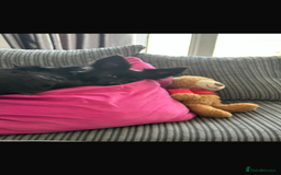 Pomchi dogs for sale: Dog for sale  - Image 6