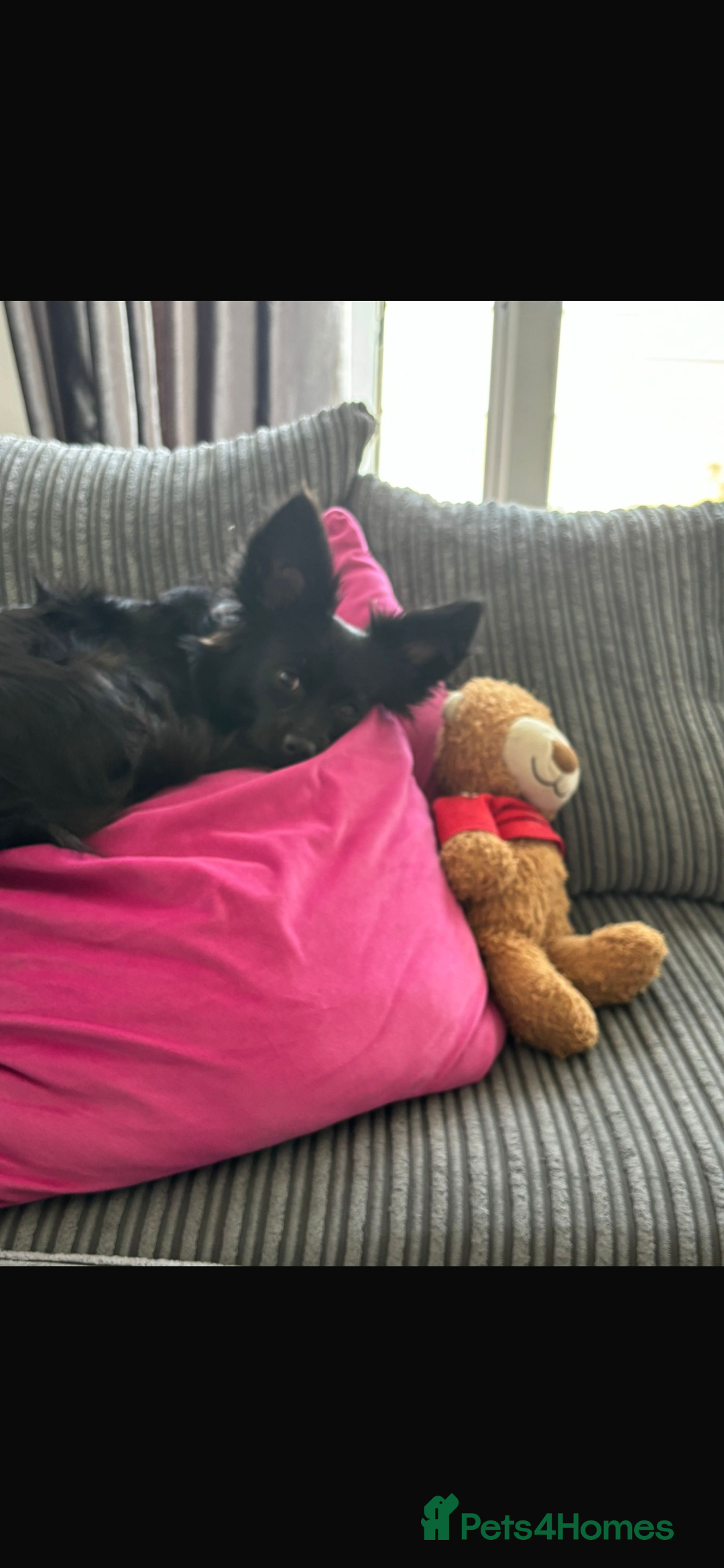 Pomchi dogs for sale: Dog for sale  - Image 6