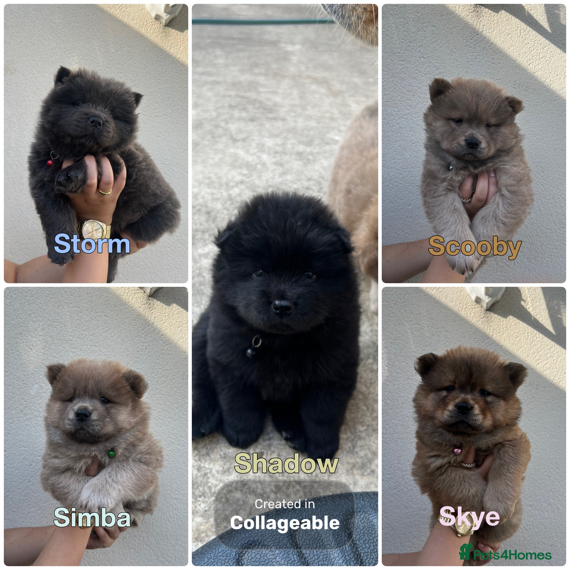 Chow Chow dogs 5 Beautiful Multi Coloured Chow Chows 💙🩷 - Advert 1