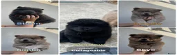 Chow Chow dogs for sale: 5 Beautiful Multi Coloured Chow Chows 💙🩷 - Advert 1